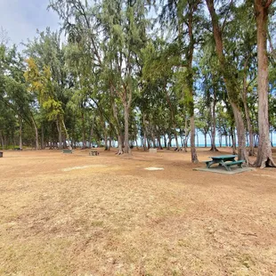 View of the picnic tables and tree area before the beach.
