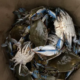 a bucket full of crabs