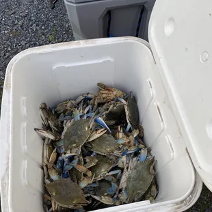 blue crabs in a cooler
