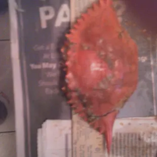 POINT TO POINT 6" THAT'S NOT LARGE