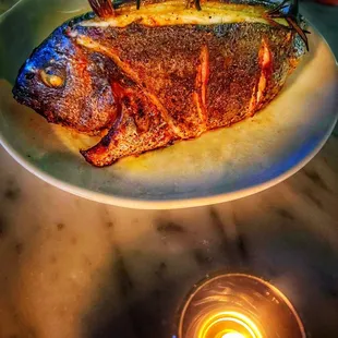 Orata fish from Spain