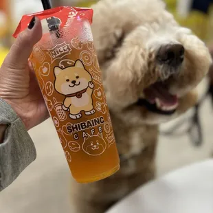 How cute is this Shibu inu themed boba tea spot