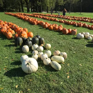Pumpkin patch