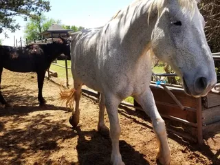 Silver Wind Stables