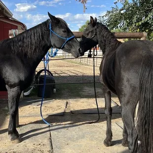 Liberty and Dart at Shilo Farms