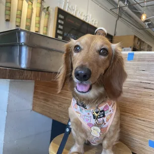 a dog sitting on a stool