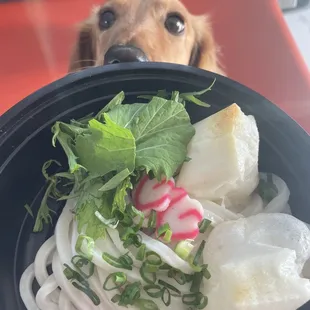 a dog looking at the camera