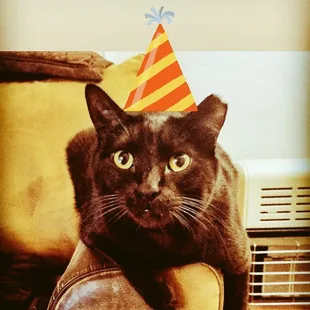 a black cat wearing a party hat