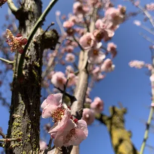 02.11.22|Thursday  Ume