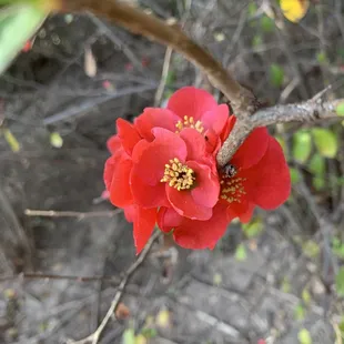 02.11.22|Thursday   Japanese Quince