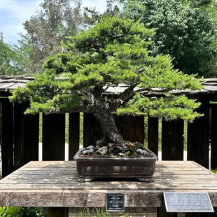 Bonsai