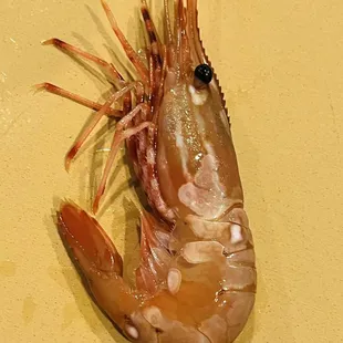 Sweet Shrimp