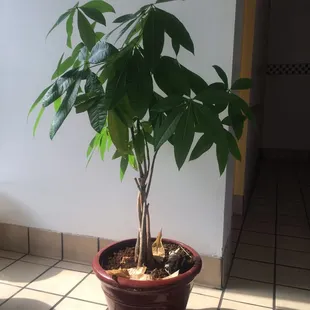 a plant in a pot