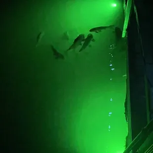 a group of fish in the water