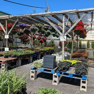 Lots of hanging baskets on Mother's Day weekend