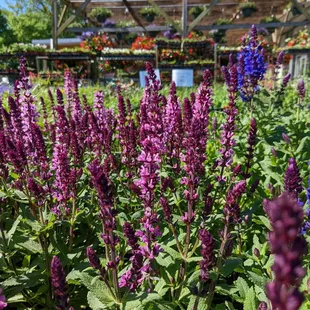 Healthy plants at a decent price