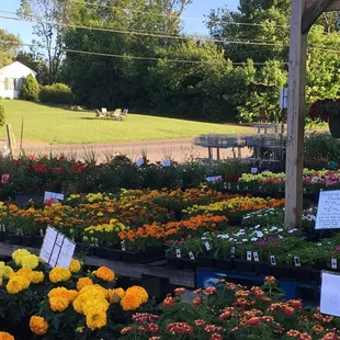 a variety of flowers