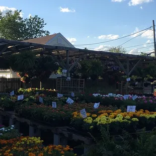 a variety of flowers