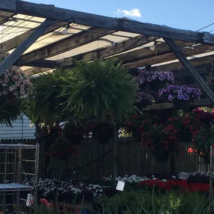 a variety of flowers