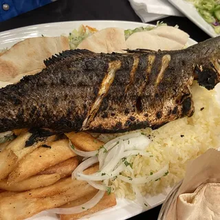 European Seabass
