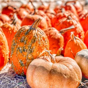 We have several different varieties of pumpkins we grow at our pumpkin patch