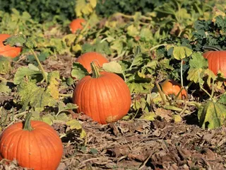 Country Roads Family Fun Farm