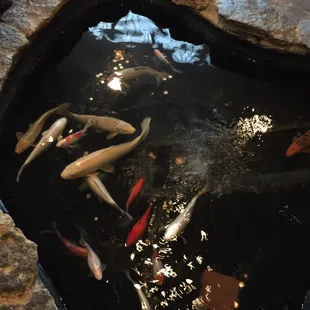 Wooow inside pond!