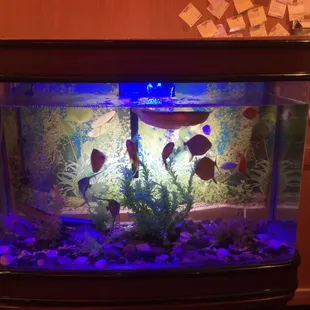 sushi and sashimi, interior