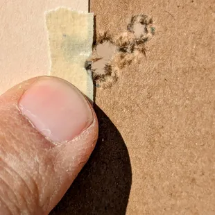 5rnds Fed bulk .22 38-gr hp at 10 yds (off bags) from Ruger MKII. The gun can do better, but I was chronographing, not shooting for groups.