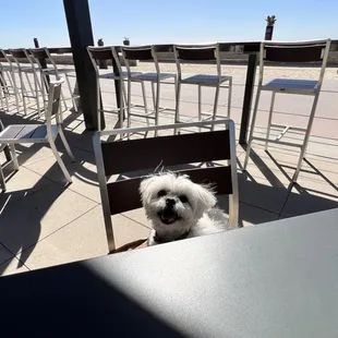 a small white dog sitting at a table