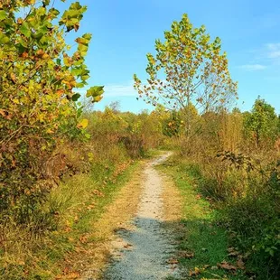 Wetlands trail