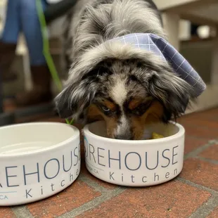 Maverick enjoying his bacon and eggs bowl.