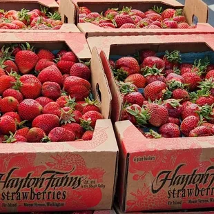 Skagit Valley strawberry season, get some! (6/3/23)