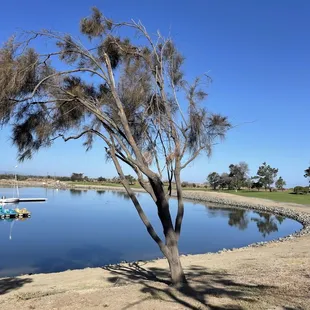Tree at Shoreline Park