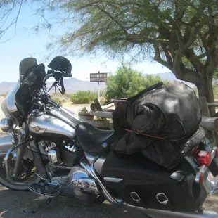Bessie catching some shade on a hot desert day.