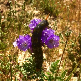 Hundreds of these beauties