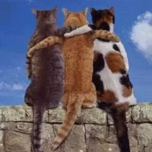 Three cats on a fence