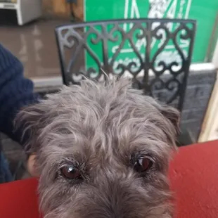 Your pup can join you, but only outside. A bonus when you are traveling.