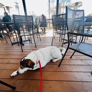 a dog on a leash
