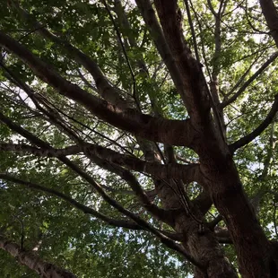 Shumard Oak makes for an awesome patio.