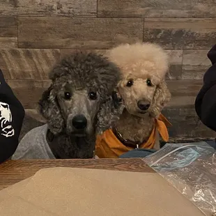 They allow dogs. Mine were only 2 of the 5 there.