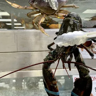 Live seafood: crab and lobster