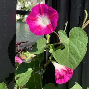 a pink flower with green leaves