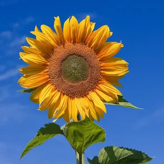 S S.