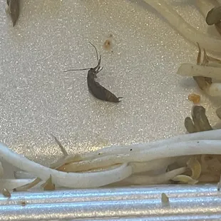 Shrimp N1. Pad Thai Dinner