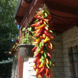 a hanging plant of peppers