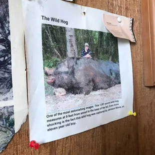 Photos of large animals pinned to the walls. Different.