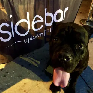 Guest Doorman Uptown Ozzie