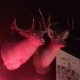 The deer are staring at me!