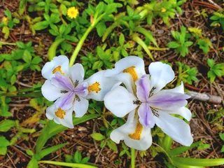 Waʻahila Ridge State Recreation Area